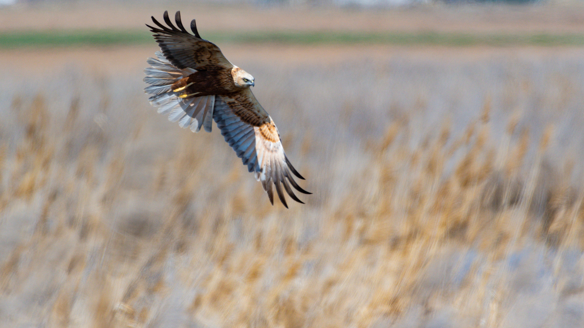 Eurasian Marsh-Harrier